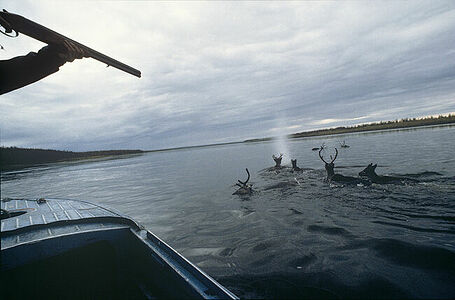 1988г.
3й приз”Природа” [Nature] истории
1989 Worldpressphoto

Полуостров Таймыр.
Отстрел дикого северного оленя на речных переправах во время осенней миграции. Численность этого вида оленя в лучшее время достигала  600000 голов.Отстреливали до 40000.  Мясо оленя заготавливали на зимний период
Для этого промысла  формировались бригады охотников.
Порядок кадров в серии в папке otbor3 jpg
1989 Worldpressphoto 3p Nature stories 

In the Taymyr peninsula, a tundra region inside the polar circle, reindeer are shot for their meat on a  regular basis. Their totale population in this part of the Soviet Union is estimated at half a million

Alexandr Polyakov , Novosti,Moscow, USSR
