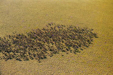 1988г.
3й приз”Природа” [Nature] истории
1989 Worldpressphoto

Полуостров Таймыр.
Отстрел дикого северного оленя на речных переправах во время осенней миграции. Численность этого вида оленя в лучшее время достигала  600000 голов.Отстреливали до 40000.  Мясо оленя заготавливали на зимний период
Для этого промысла  формировались бригады охотников.
Порядок кадров в серии в папке otbor3 jpg
1989 Worldpressphoto 3p Nature stories 

In the Taymyr peninsula, a tundra region inside the polar circle, reindeer are shot for their meat on a  regular basis. Their totale population in this part of the Soviet Union is estimated at half a million

Alexandr Polyakov , Novosti,Moscow, USSR
