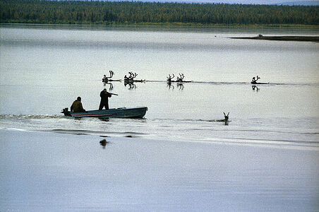 1988г.
3й приз”Природа” [Nature] истории
1989 Worldpressphoto

Полуостров Таймыр.
Отстрел дикого северного оленя на речных переправах во время осенней миграции. Численность этого вида оленя в лучшее время достигала  600000 голов.Отстреливали до 40000.  Мясо оленя заготавливали на зимний период
Для этого промысла  формировались бригады охотников.
Порядок кадров в серии в папке otbor3 jpg
1989 Worldpressphoto 3p Nature stories 

In the Taymyr peninsula, a tundra region inside the polar circle, reindeer are shot for their meat on a  regular basis. Their totale population in this part of the Soviet Union is estimated at half a million

Alexandr Polyakov , Novosti,Moscow, USSR
