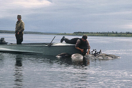 1988г.
3й приз”Природа” [Nature] истории
1989 Worldpressphoto

Полуостров Таймыр.
Отстрел дикого северного оленя на речных переправах во время осенней миграции. Численность этого вида оленя в лучшее время достигала  600000 голов.Отстреливали до 40000.  Мясо оленя заготавливали на зимний период
Для этого промысла  формировались бригады охотников.
Порядок кадров в серии в папке otbor3 jpg
1989 Worldpressphoto 3p Nature stories 

In the Taymyr peninsula, a tundra region inside the polar circle, reindeer are shot for their meat on a  regular basis. Their totale population in this part of the Soviet Union is estimated at half a million

Alexandr Polyakov , Novosti,Moscow, USSR
