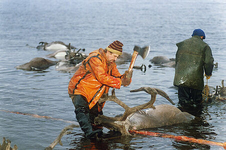 1988г.
3й приз”Природа” [Nature] истории
1989 Worldpressphoto

Полуостров Таймыр.
Отстрел дикого северного оленя на речных переправах во время осенней миграции. Численность этого вида оленя в лучшее время достигала  600000 голов.Отстреливали до 40000.  Мясо оленя заготавливали на зимний период
Для этого промысла  формировались бригады охотников.
Порядок кадров в серии в папке otbor3 jpg
1989 Worldpressphoto 3p Nature stories 

In the Taymyr peninsula, a tundra region inside the polar circle, reindeer are shot for their meat on a  regular basis. Their totale population in this part of the Soviet Union is estimated at half a million

Alexandr Polyakov , Novosti,Moscow, USSR
